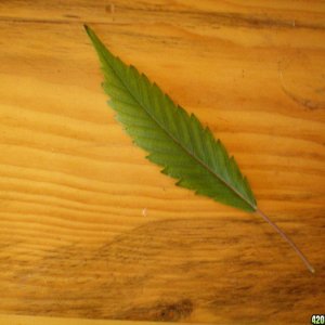 Single Bladed Leaf