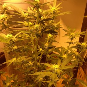 Grand Daddy Purp Grow from Seed