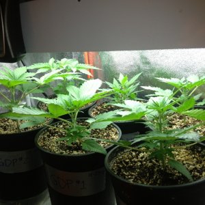 Third Grow