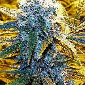 Cannabis Facts & Statistics