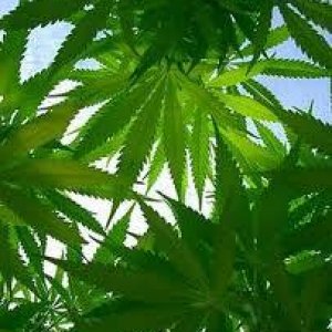 Cannabis Facts & Statistics