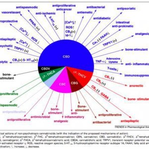 Cannabis Facts & Statistics