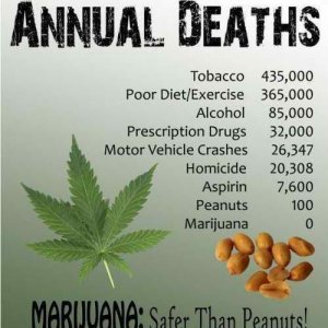 Cannabis Facts & Statistics