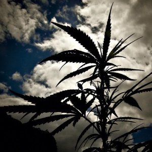 Cannabis Facts & Statistics