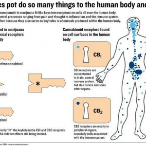 Cannabis Facts & Statistics