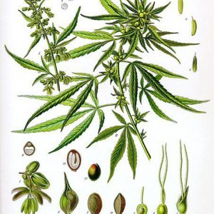 Cannabis Facts & Statistics