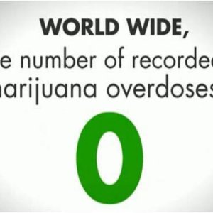 Cannabis Facts & Statistics