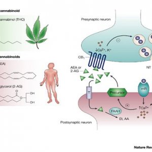 Cannabis Facts & Statistics