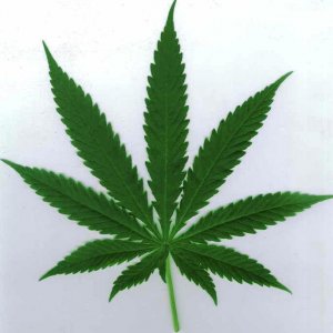 Cannabis Facts & Statistics