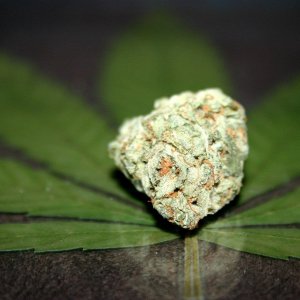 Cannabis Facts & Statistics