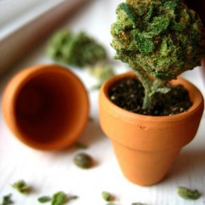 Cannabis Facts & Statistics