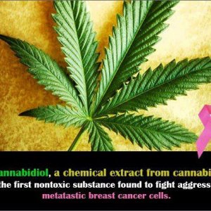 Cannabis Facts & Statistics