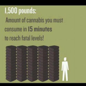 Cannabis Facts & Statistics