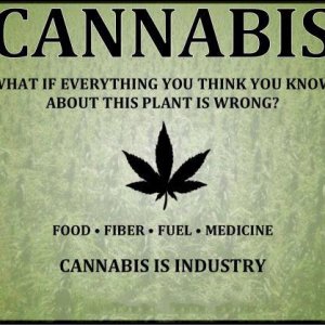 Cannabis Facts & Statistics