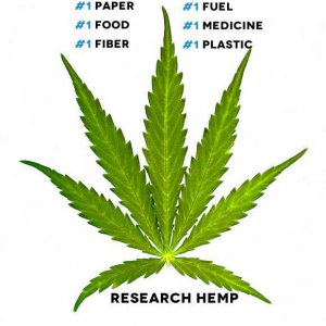 Media 'Cannabis Facts &amp; Statistics' in category 'Cannabis Facts & Statistics'