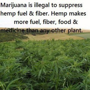 Cannabis Facts & Statistics