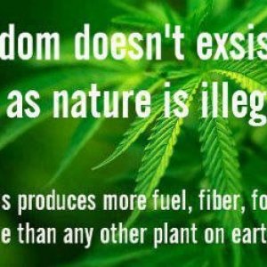 Cannabis Facts & Statistics