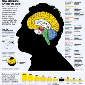 Cannabis Facts & Statistics