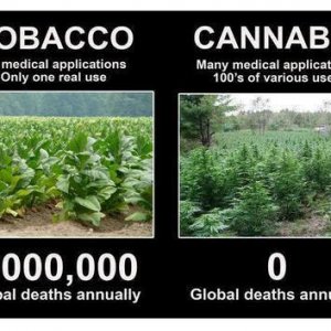 Cannabis Facts & Statistics