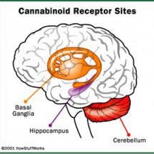 Cannabis Facts & Statistics