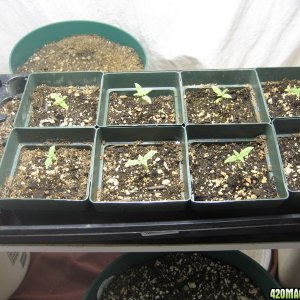 white widow seedlings