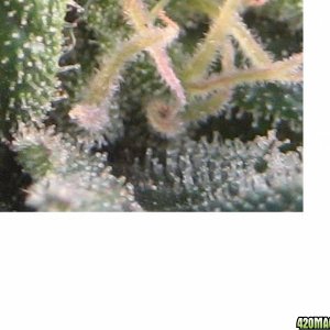 060708trichomes