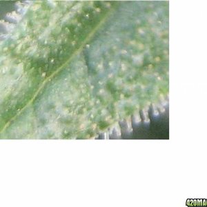 060708trichomes