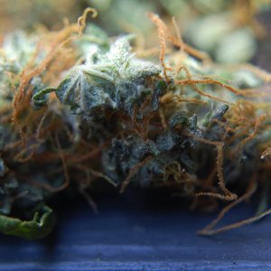 Close_Up_NL_Blue_Auto