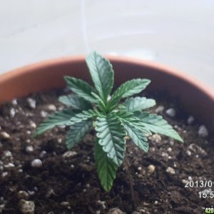 19 days old