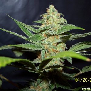 7weeks_moverfrost