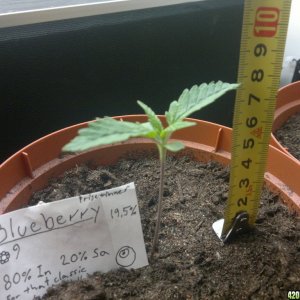 Blueberry 1 week old