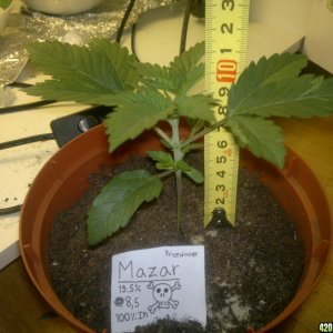 Mazar 2 week old