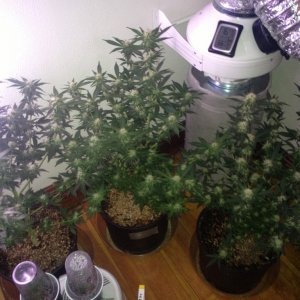 Grand Daddy Purp Grow from Seed