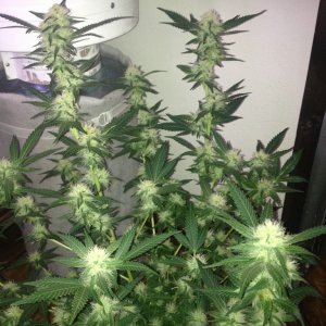 Grand Daddy Purp Grow from Seed