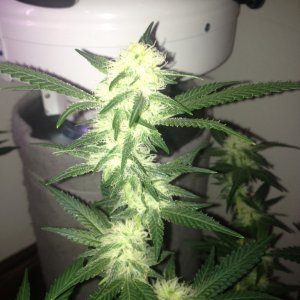 Grand Daddy Purp Grow from Seed