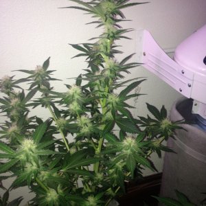 Grand Daddy Purp Grow from Seed