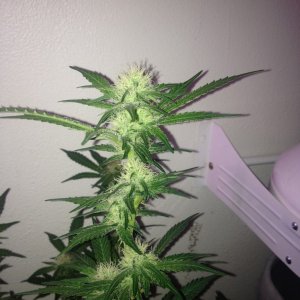 Grand Daddy Purp Grow from Seed