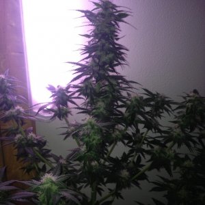 Grand Daddy Purp Grow from Seed