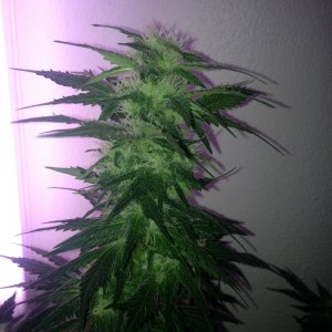 Grand Daddy Purp Grow from Seed