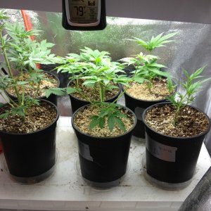 Third Grow