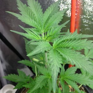 Third Grow