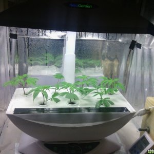 Areogarden clones