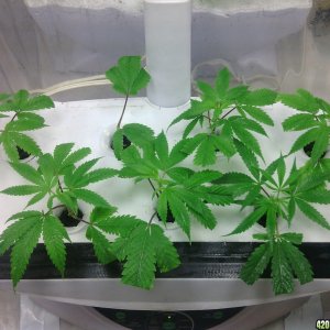 Areogarden clones