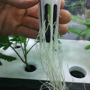 roots on clones