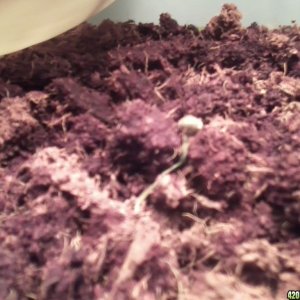 seedling trouble