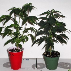 Red Solo Cup VS Three Inch Garden Pots