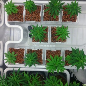 4week old stunted seedlings