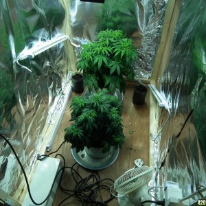 90 Watt led auto flower