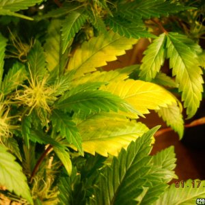 AI yellowing leaves