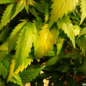 AI yellowing leaves